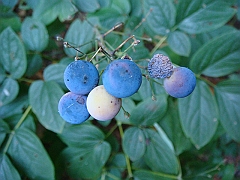 230 Longwood Gardens [2008 August 23]